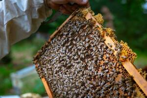 abelhas em a favo de mel quadro. apicultor segurando uma quadro, Armação do favo de mel foto
