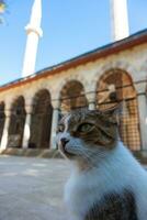 retrato do uma disperso gato e uma mesquita em a fundo. turco cultura foto