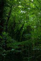 exuberante floresta. carbono neutralidade conceito vertical foto