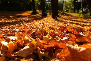 outono fundo. caído Castanho folhas dentro foco dentro uma parque ou floresta foto