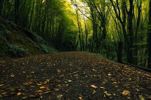 caminhando caminho ou trilha dentro a floresta a partir de terra nível dentro a outono foto