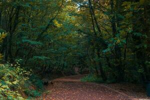 correr ou caminhar trilha dentro a floresta dentro a outono. saudável estilo de vida conceito foto