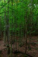verde árvores dentro a floresta e caído Castanho folhas em a terra foto