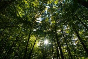 Largo ângulo Visão do exuberante floresta a partir de abaixo com luz solar entre a árvores foto