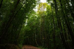 exuberante floresta e uma caminho. alta árvores dentro a floresta. foto