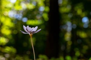 outono açafrão ou colchicum outonal flor dentro foco foto