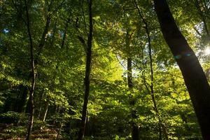 exuberante floresta com vívido cores. carbono internet zero ou terra dia conceito foto