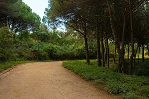 sujeira trilha dentro a parque para correr ou caminhada. panorama arquitetura conceito foto