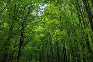 verde árvores dentro uma floresta. exuberante floresta fundo. carbono internet zero conceito foto