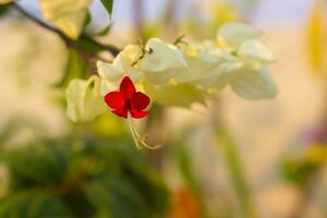 vermelho e branco flor em uma ensolarado dia com uma borrado fundo foto