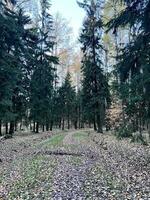 uma caminho através uma floresta com árvores e folhas foto