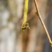 polinização de abelhas brincos avelã. floração avelã avelã. foto