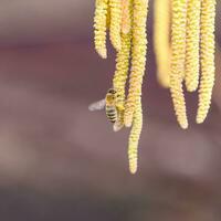 polinização de abelhas brincos avelã. floração avelã avelã. foto