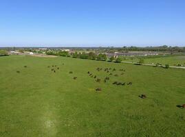 pastar cavalos em a campo. tiroteio cavalos a partir de quadrocopter. pasto para cavalos. foto