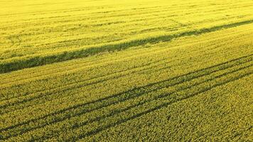 floração campo do oleaginosa estupro. foto