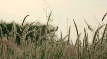 pena pennisetum Relva em borrão fundo foto