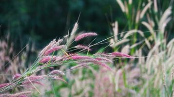 pena pennisetum Relva em borrão fundo foto