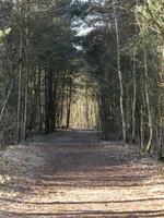 trilha através árvores dentro uma madeira com luz solar e sombras foto