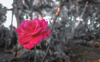 vermelho rosas florescendo em uma Preto e branco estético fundo foto