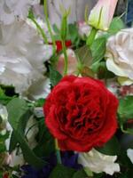 rosas flor florescendo beleza natureza e suave borrão foto