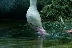 uma chileno flamingo phoenicopterus chilensis foto