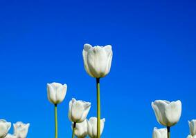 Melhor tulipa flores contra a azul céu. uma flor cama com tul foto