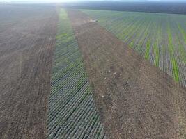 topo Visão do a trator este arados a campo. disco a solo. solo cultivo depois de colheita. gaivotas vôo sobre a trator dentro procurar do vermes foto