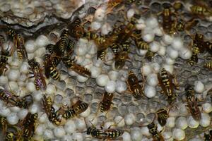 vespa ninho com vespas sentado em isto. vespas polista. a ninho do uma família do vespas que é ocupado uma fechar-se foto