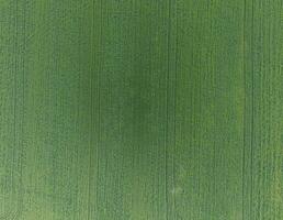 textura do trigo campo. fundo do jovem verde trigo em a f foto