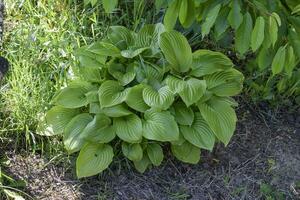 Largo borda hosta foto