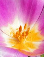 flores de tulipa rosa foto