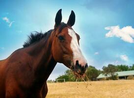 a cavalo retrato foto