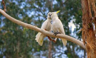 cacatua dentro Austrália foto