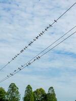 pássaros em fios contra azul céu foto