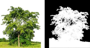 solteiro verde árvore em branco fundo com recorte caminho e alfa canal em Preto fundo. foto