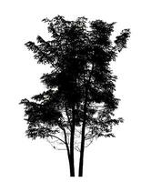silhueta do uma árvore em uma branco fundo com recorte caminho e alfa canal. foto