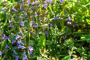 glecoma hederacea, rastejante Charlie, casco de cerveja, tunhoof, pé de gato, campo bálsamo dentro a Primavera em a gramado durante floração. azul ou roxa flores usava de a herbalista dentro alternativo remédio foto