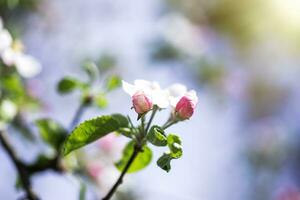 florescendo maçã árvore dentro Primavera. fechar-se. suave foco. foto