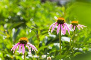 abelha fechar-se em uma flor do equinácea, Margaridas. a abelha coleta a néctar a partir de a flor do echinacea purpúrea. foto