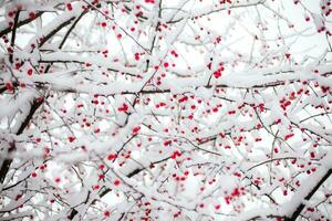 coberto de neve Rowan galhos com vermelho bagas dentro a inverno. foto