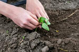 agricultores mão enterrar mudas dentro fertil solo dentro vegetal jardim dentro Primavera durante plantio foto