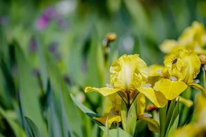 lindo roxa e amarelo barbudo íris flores crescendo alta dentro uma canteiro de flores foto