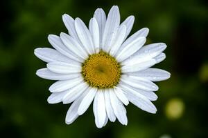 grande branco camomila dentro canteiro de flores foto