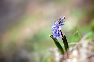 abelha em uma azul Scilla sibéria, a siberian squill ou madeira squill, dentro a Primavera floresta. foto