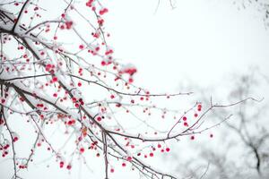 coberto de neve Rowan galhos com vermelho bagas dentro a inverno. foto