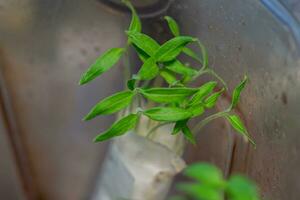 germinação do mudas dentro papel. semente plantio métodos de agricultores para semente germinação. verde Pimenta brotos e abobrinha embrulhado dentro banheiro papel foto