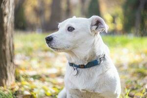 foto do uma jack russell terrier cachorro