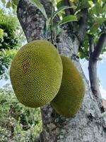 Jaca dentro ramo. doce tropical fruta placa e símbolo. foto