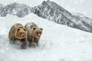 dois Castanho ursos dentro inverno montanha. animal dentro selvagem inverno natureza foto