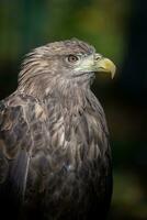 retrato de cauda branca Águia. Perigo animal dentro natureza habitat. animais selvagens cena foto